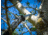 Hooyman 10 Foot Extendable Tree Saw, 655227