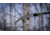 Hooyman 14 ft Pole Saw, Black/Green, 1117119