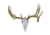 Hunters Specialties Metal Magic Euro Mount Kit, Bone White, 1410625