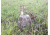 iHunt Predator Call and Decoy, Coyote Decoy - Electronic Predator Call - Predator Call and Decoy - Coyote Call - iHunt, EDIHWAG