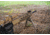 EDEMO Kinetic Development Group HK 762 M-LOK Rail System, 14 in, Aluminum, Brown Finish, HKRM5-110, EDEMO1