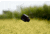 Kite Optics Stabi-One Stabilized Monocular, 10x20mm, Black, K280598