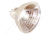Konus Halogen Lamp 12V/ 10W 5234 for Konus Microscopes