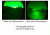 Factory Demo Steiner Laser Devices MK3 500 Lumen LED Tactical Weapon Light w/ 600mW IR,White LED 9071