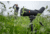 Leica Televid HD 82mm Spotting Scope