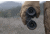 Leupold BX-3 Alpine HD 12x50mm Binocular