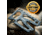 Lever Gear Toolcard Pro Black