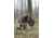 MAD Spin-N Strut Turkey Decoy, Brown, MD-735