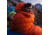 Marmot Lithium Sleeping Bag, Blaze/Dark Rust, Regular, Left Zip, 22300-9346-LZ
