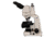 Meiji Techno Halogen Ergonomic Trinocular Brightfield,Phase Contrast Biological Microscope, BEIGE, LARGE MT4310EH