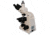 Meiji Techno Halogen Trinocular Brightfield,Phase Contrast Biological Microscope, BEIGE, LARGE MT4310H