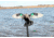 Mojo Green Wing Teal Decoy, Elite Series, HW2474