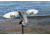 Mojo Green Wing Teal Decoy, Elite Series, HW2474