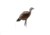 Montana Decoy Co. Jake and Miss PurrFect Pair XD Turkey Combo, QW0086