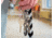 Nite Ize Keyring Microlink - RL-11-R3
