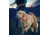 Nite Ize Nite Dawg LED Light Up Dog Collar L Red, L NND2L-10-R3