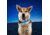 Nite Ize NiteDog Rechargeable LED Collar, Blue/Blue, Large, NDCRL-03-R3