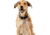 Nite Ize Wearabout Pet Clippable Tracker Holder, Smoke - WATP-06T-R6
