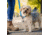 Nite Ize Wearabout Pet Clippable Tracker Holder, Smoke - WATP-06T-R6