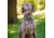 Nite Ize Wearabout Pet Clippable Tracker Holder, Smoke - WATP-06T-R6