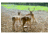 NTWS Hot Zone Deer Exclosure System