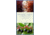 Pacific Coast Foraging Gd, Jennifer Hahn, Publisher - Mountaineers Books