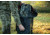 Primos Hunting Double Bull Blind Carry Bag, Medium, 65161