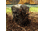 Primos Hunting Double Bull SurroundView Max Ground Blind, Camo, 65163