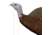 Primos Hunting Gobbstopper Hen Turkey Decoy, High Quality w/Realistic Detail, Box, 69065