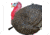 Primos Hunting Gobbstopper Jake Turkey Decoy, Box, 69066