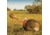 Primos Hunting Gobbstopper Jake Turkey Decoy, Box, 69066