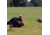 Primos Hunting Gobbstopper Jake Turkey Decoy, Box, 69066