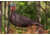 Primos Hunting Photoform Jake Decoy, Box, 69069