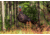 Primos Hunting Photoform Jake Decoy, Box, 69069
