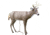 Primos Hunting SCAR Deer Decoy, Box, 62601