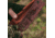 Primos Hunting Tall Timber Gabriel Turkey Call w/Thumb Holes, 2915