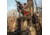 Primos Hunting Trigger Stick Gen 3 Tall Monopod,33-65in,Truth Camo,Clam, 65813