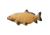 Rinehart Asian Carp Target, Brown 1001340