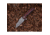 Shieldon Tranchodon Linerlock SHI7093D1