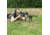 Champion Targets Pivot Bipod, 9-13 inch - 40859