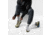 Smartwool Run Targeted Cushion Mid Crew Socks - Mens