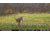 Stealth Cam Fusion-X Pro Cellular Hunting Trail Camera, 36MP, Video &amp; Photo, Camo, STC-FXWT