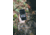 Stealth Cam Fusion Global Cellular Trail Camera, STC-FGLB