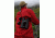 Steiner 10x44 Wildlife XP Binoculars, 10x44 2303