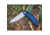 Tassie Tiger Knives FB Linerlock Black/Blue