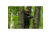 Timber Ninja Kunai Platform, 1103155