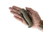 Toor Knives Toor Dropwing 3.5in Folding Knife