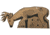 Triumph Systems Downwind Big Buck Cardboard Target - 10 Pack, Brown, 40 x 17.5 in, 0200-20-003