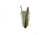 United States Tactical Mag Shotgun Pouch, Single, Olive Drab, UST-MOL00503