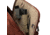 Vertx Transit Sling 2.0 13L Backpack, Sienna, F1 VTX5041 SI NA